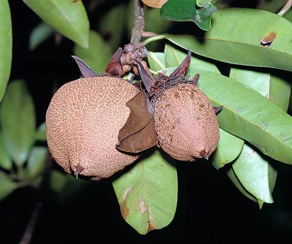 Pentadesma butyracea